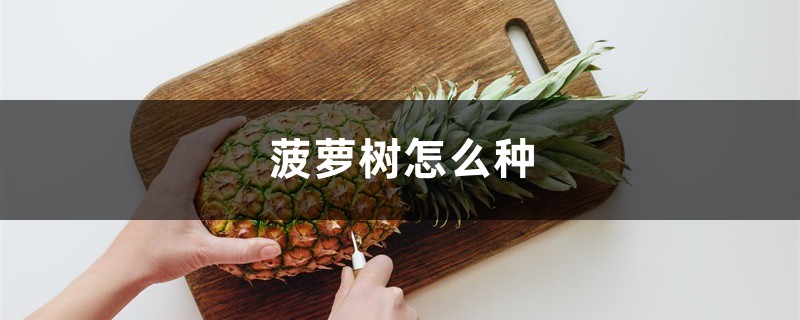 菠萝树怎么种