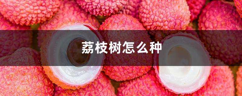 荔枝树怎么种