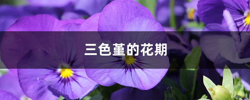 三色堇的花期