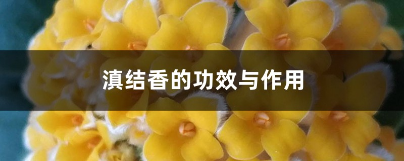 滇结香的功效与作用