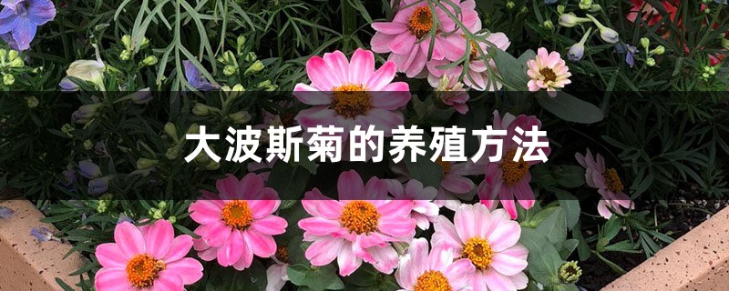 大波斯菊的养殖方法