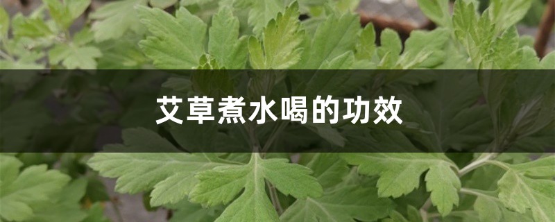 艾草煮水喝的功效