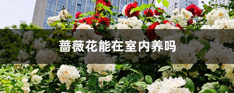 蔷薇花能在室内养吗