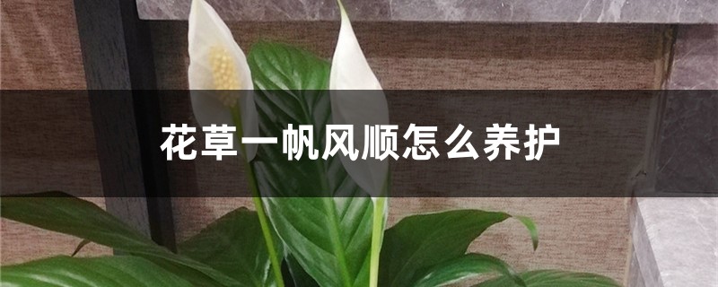 花草一帆风顺怎么养护