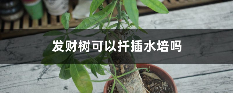 发财树可以扦插水培吗 发财树可以扦插水培吗