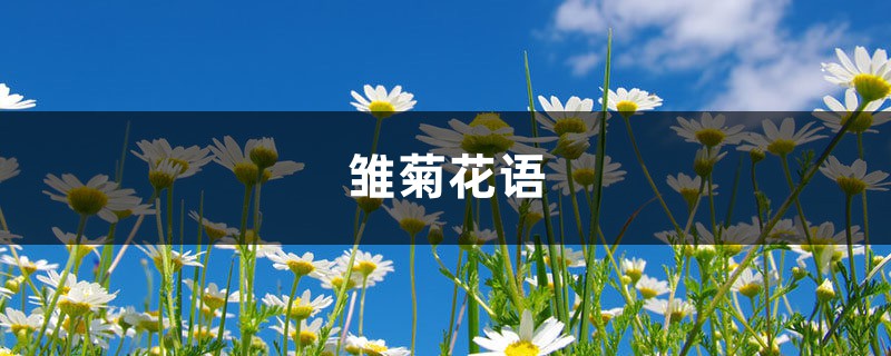 雏菊花语