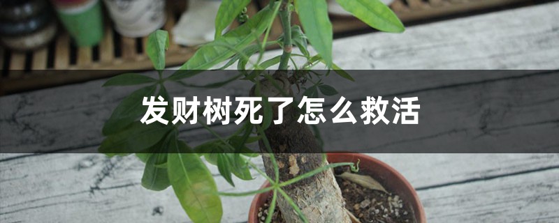 发财树死了怎么救活