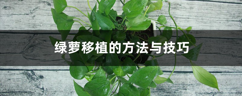 绿萝移植的方法与技巧