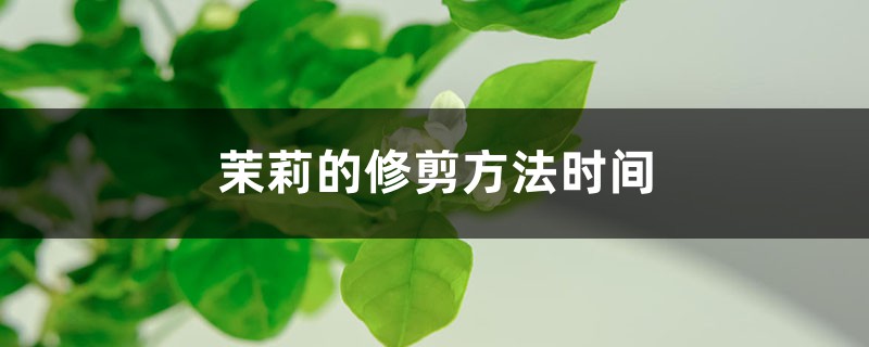 茉莉的修剪方法时间