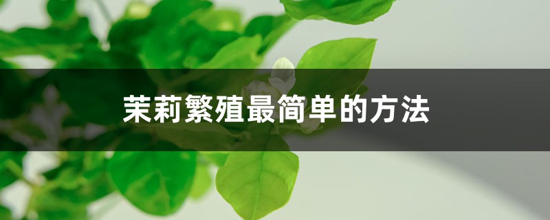 茉莉繁殖最简单的方法