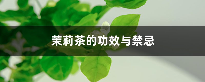 茉莉茶的功效与禁忌