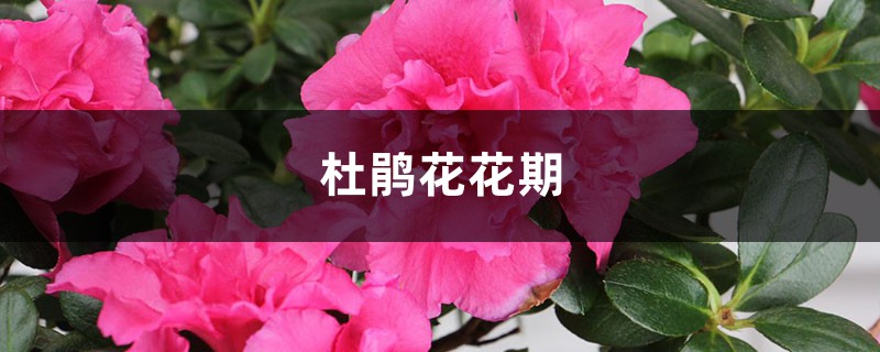 杜鹃花花期