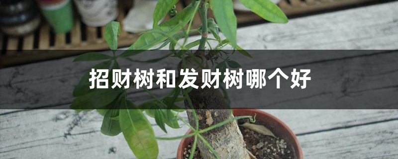 招财树和发财树哪个好