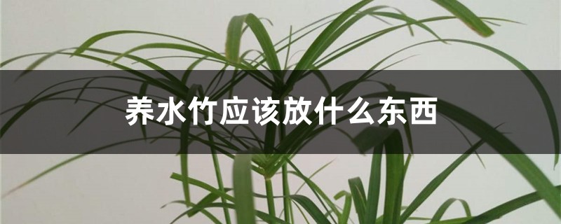 养水竹应该放什么东西