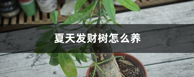 夏天发财树怎么养