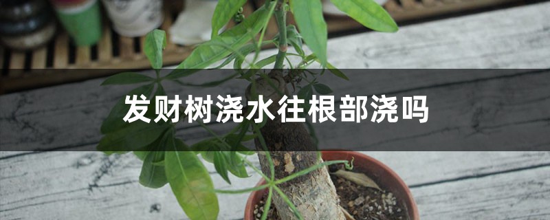 发财树浇水往根部浇吗