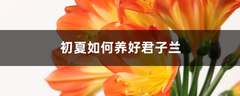 初夏如何养好君子兰