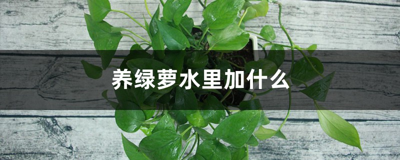 养绿萝水里加什么