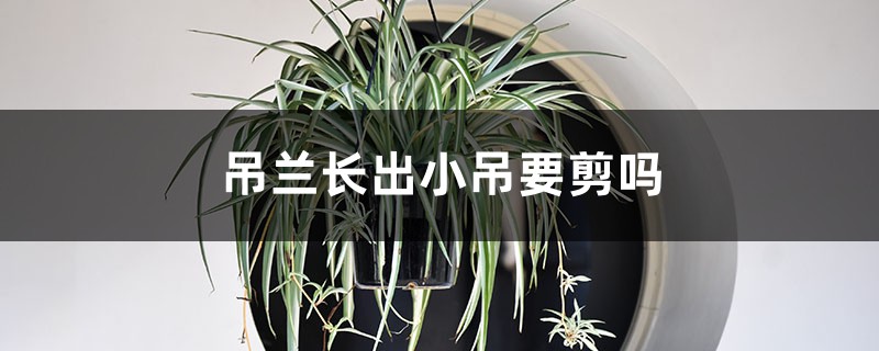 吊兰长出小吊要剪吗