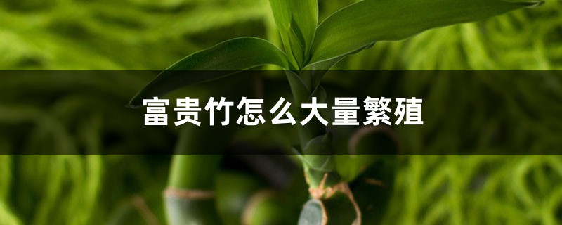 富贵竹怎么大量繁殖