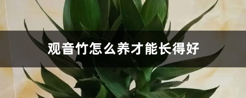 观音竹怎么养才能长得好