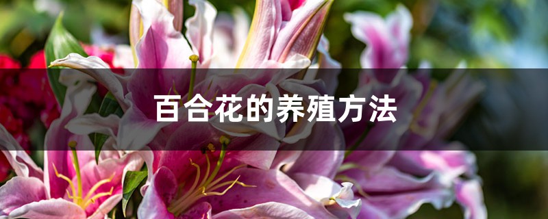 百合花的养殖方法