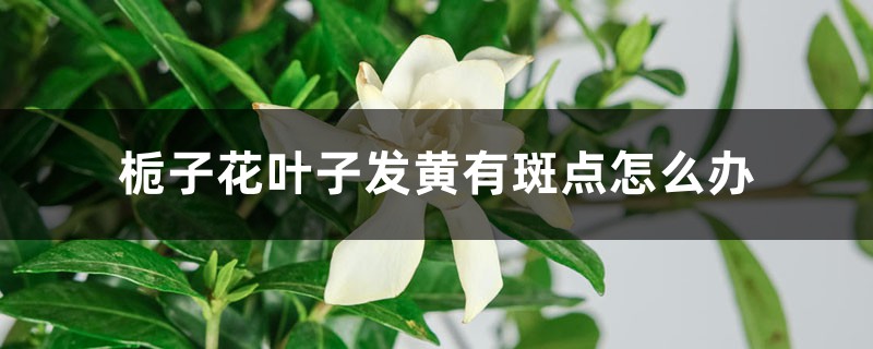 栀子花叶子发黄有斑点怎么办