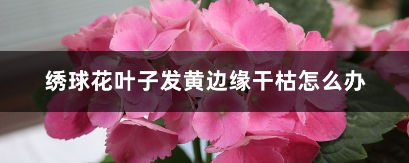 绣球花叶子发黄边缘干枯怎么办