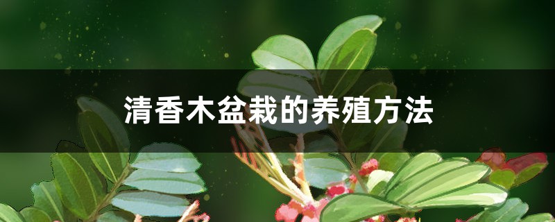 清香木盆栽的养殖方法