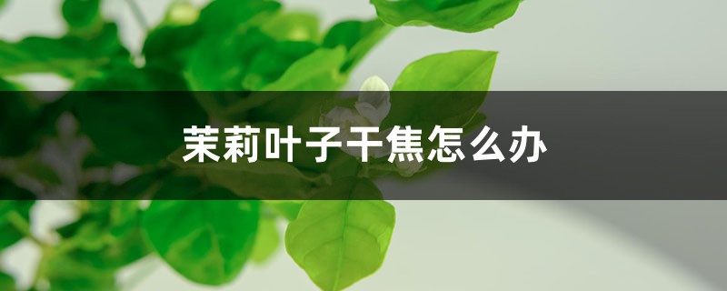 茉莉叶子干焦怎么办