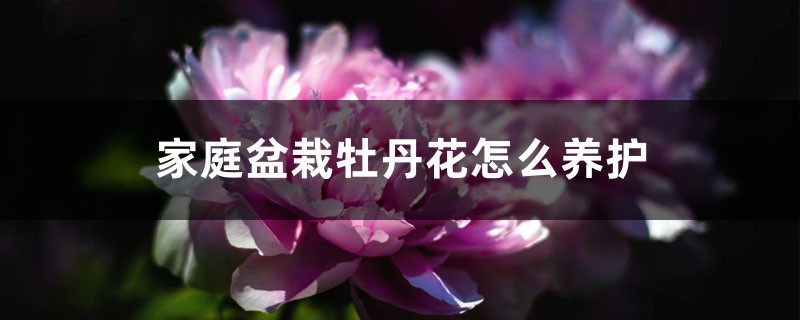 家庭盆栽牡丹花怎么养护