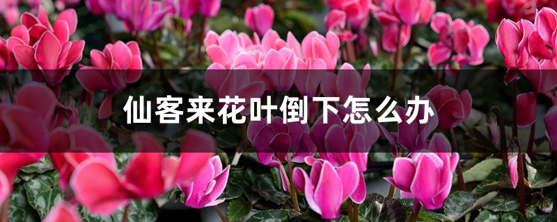 仙客来花叶倒下怎么办