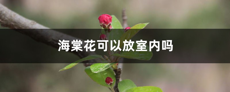 海棠花可以放室内吗