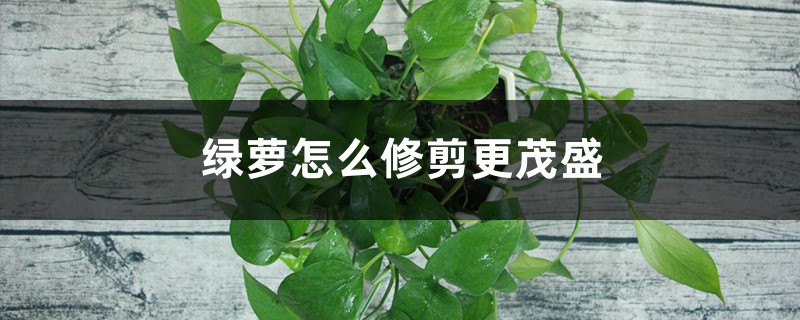 绿萝怎么修剪更茂盛