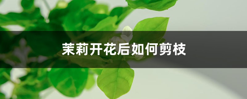 茉莉开花后如何剪枝