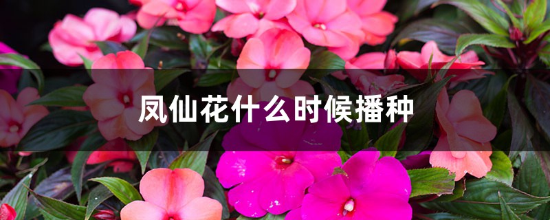 凤仙花什么时候播种 凤仙花什么时候播种