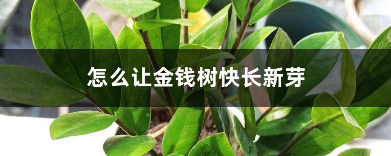 怎么让金钱树快长新芽 怎么让金钱树快长新芽