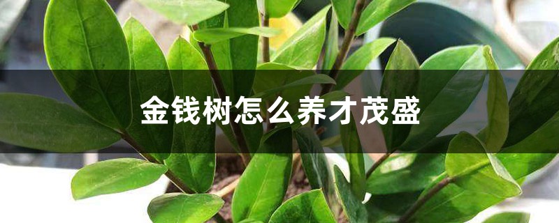 金钱树怎么养才茂盛 金钱树怎么养才茂盛