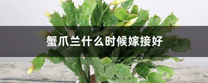 蟹爪兰什么时候嫁接好