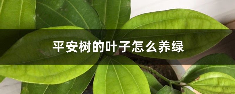 平安树的叶子怎么养绿 平安树的叶子怎么养绿