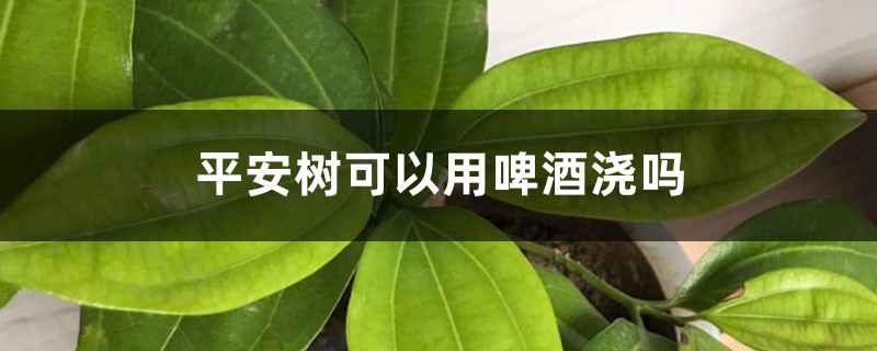 平安树可以用啤酒浇吗 平安树可以用啤酒浇吗