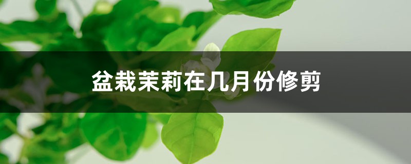 盆栽茉莉在几月份修剪 盆栽茉莉在几月份修剪