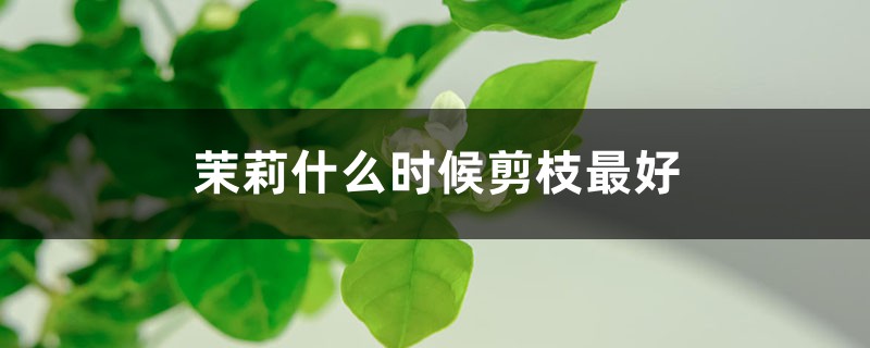 茉莉什么时候剪枝最好 茉莉什么时候剪枝最好