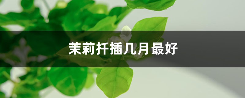 茉莉扦插几月最好 茉莉扦插几月最好