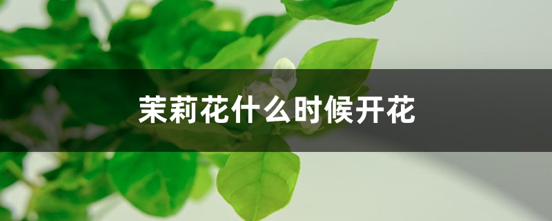 茉莉花什么时候开花