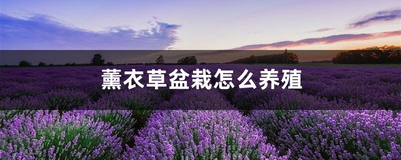 薰衣草盆栽怎么养殖 薰衣草盆栽怎么养殖