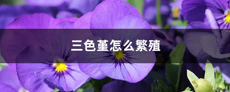 三色堇怎么繁殖 三色堇怎么繁殖