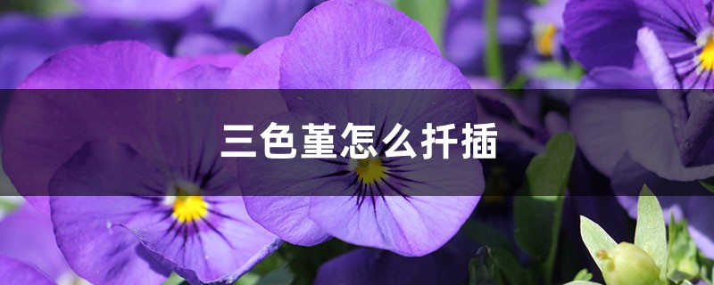 三色堇怎么扦插 三色堇怎么扦插