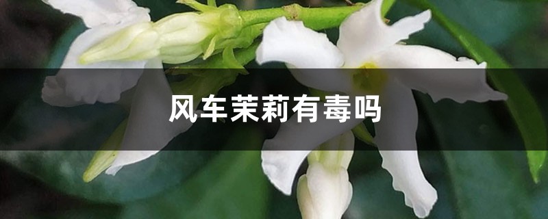 风车茉莉有毒吗