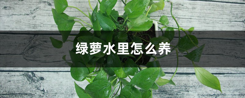 绿萝水里怎么养